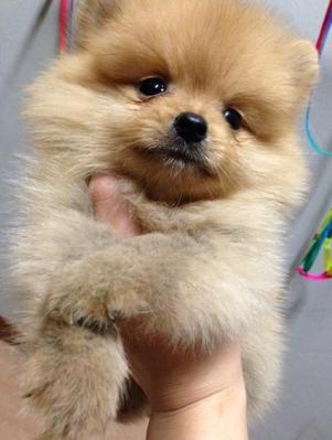 Cuccioli di Spitz Volpino Pomerania  - media 2
